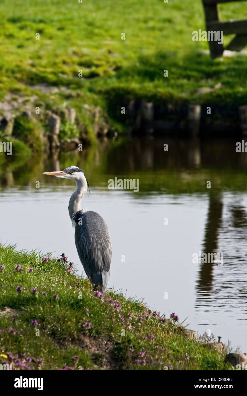 Airone cenerino nel paesaggio di campagna di pesca in the waterside Foto Stock