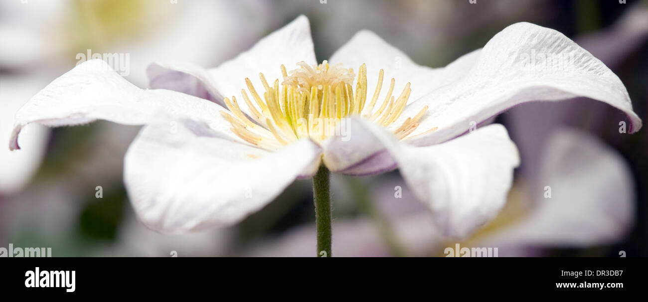 Close up white Clematis fiore in estate Foto Stock