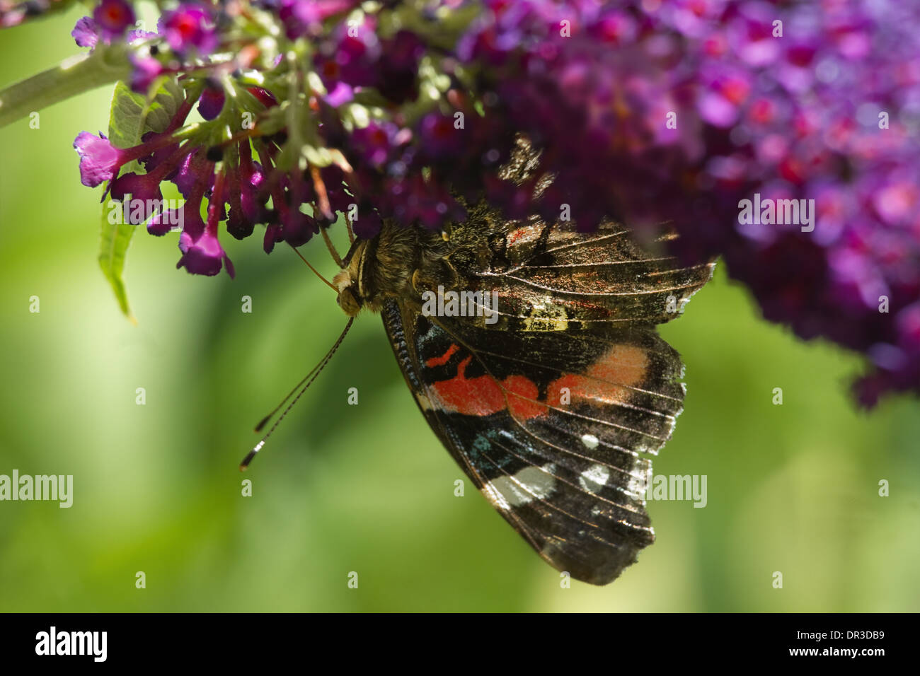 Red admiral butterfly alimentazione su Butterflybush fiori in estate Foto Stock