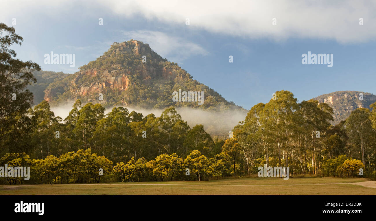 Paesaggio con alba foschia sopra mistero conica Montagna, foreste di eucalipti e golden graticcio fiori a Newnes NSW Australia Foto Stock
