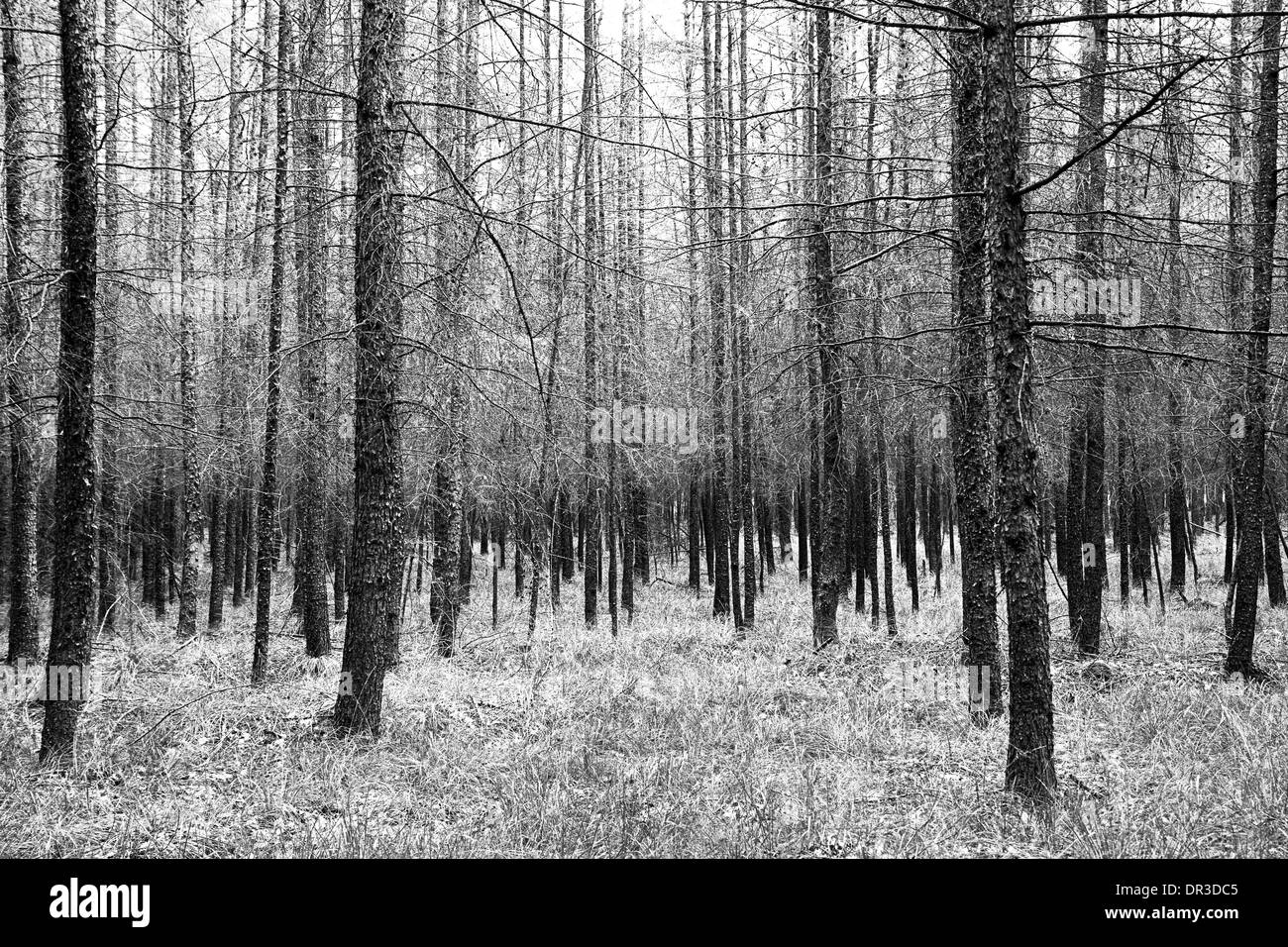 Pineta in estate con tappezzeria di erba - bianco e nero - orizzontale Foto Stock