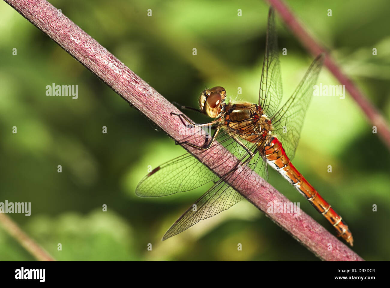 Rosso di appoggio Vagrant darter o Sympetrum vulgatum dragonfly in estate Foto Stock