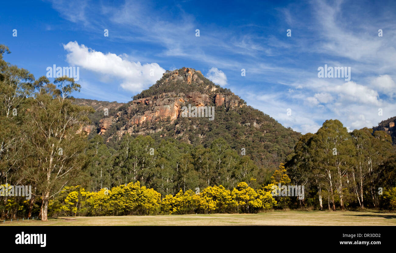 Paesaggio con robusto conica di picco di montagna, foreste di eucalipti e golden graticcio fiori a Newnes NSW Australia Foto Stock