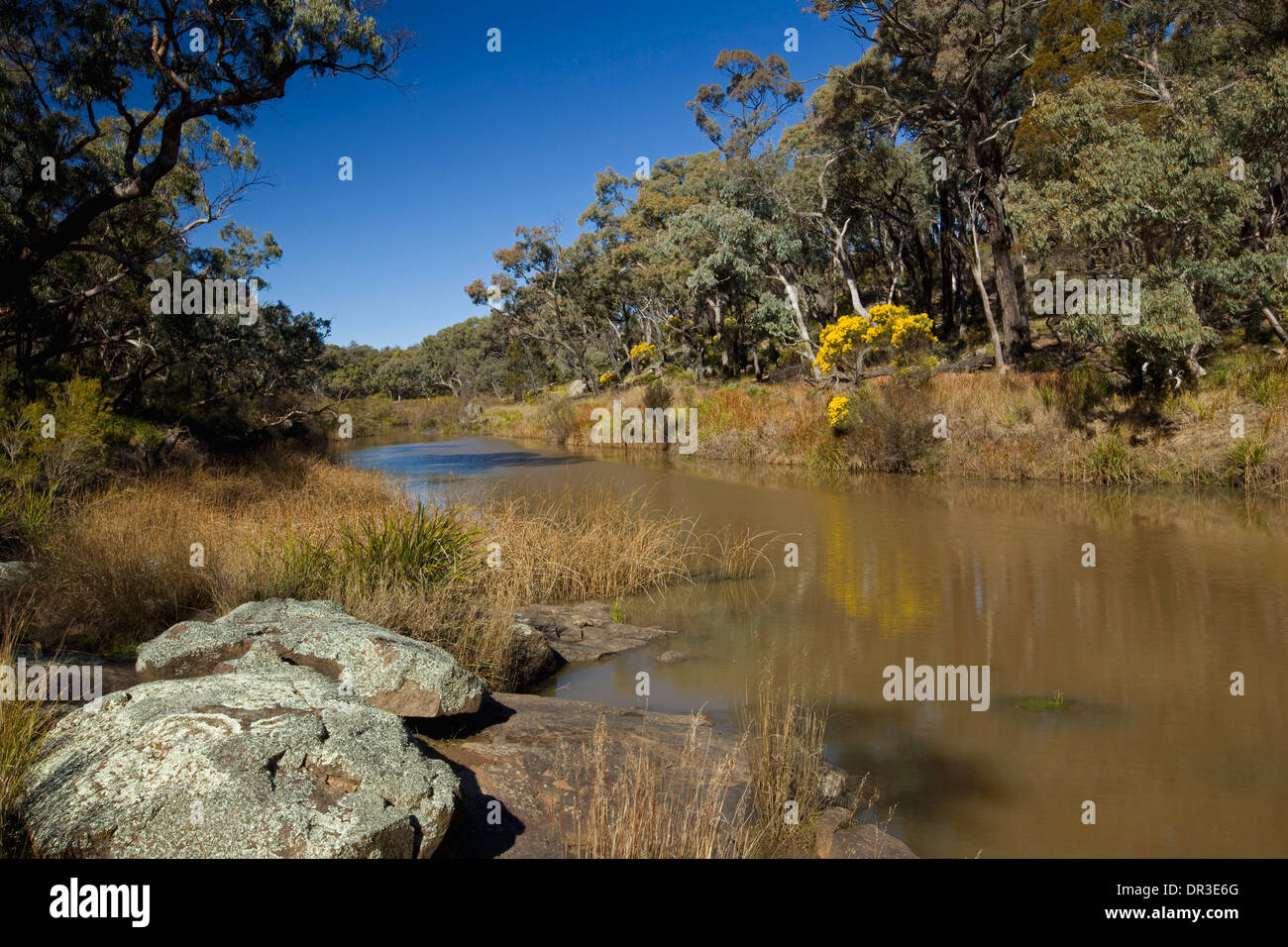 Il pittoresco paesaggio di pianura re Parco Nazionale con calma le acque del torrente tagliare le foreste con golden fiori selvatici NSW Aust Foto Stock