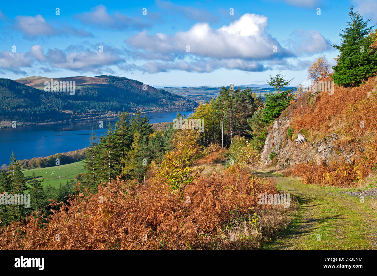 Colore di autunno, Dodd legno sopra il lago di Bassenthwaite, Commissione forestale bosco, Lake District, Cumbria, England Regno Unito Foto Stock