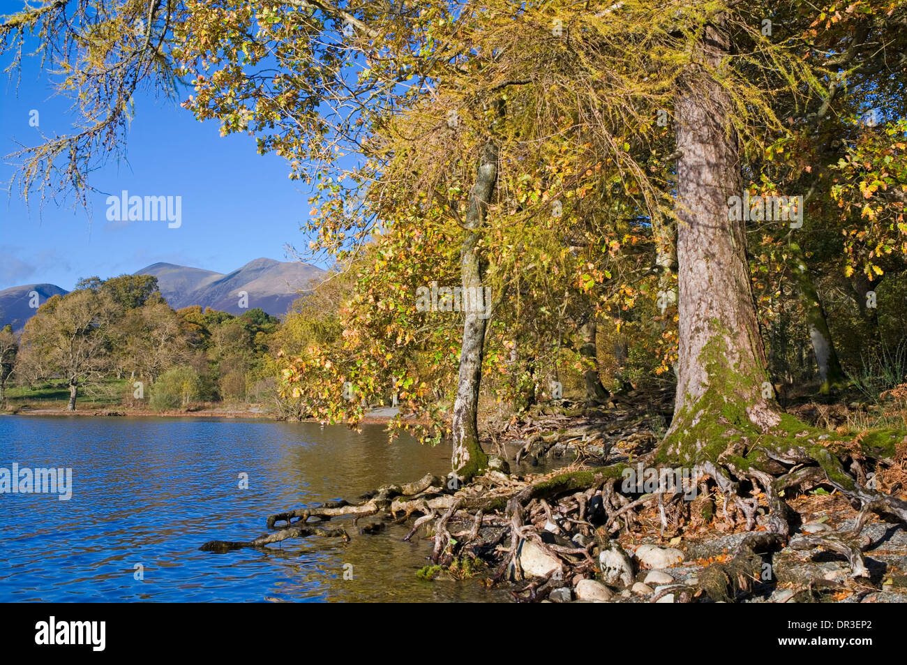 Autunno colore, bosco a Calf Close Bay, Derwentwater, di Keswick, Skiddaw in vista in lontananza, Lake District Cumbria Inghilterra UK Foto Stock