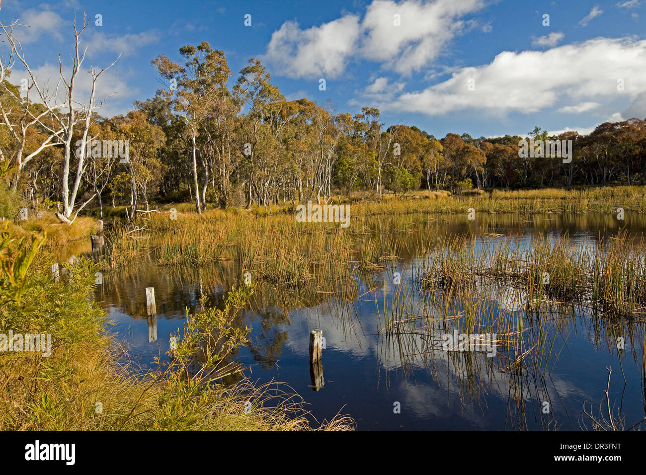 Spettacolare paesaggio boscoso e lago con il cielo blu e nuvole riflettono in acque tranquille vicino Emmaville e Glen Innes NSW Aust Foto Stock