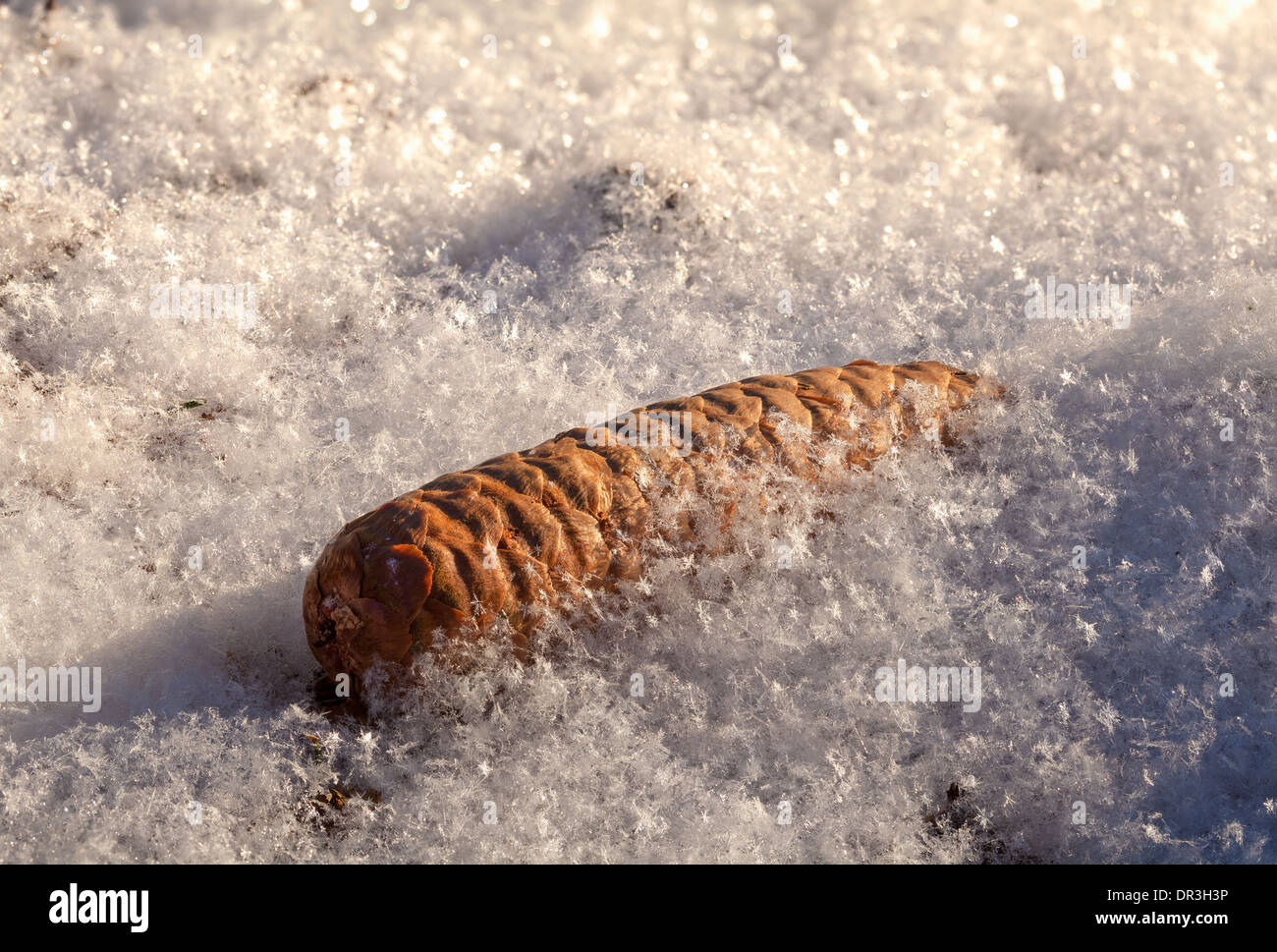 Cono congelati nel mezzo dei fiocchi di neve Foto Stock