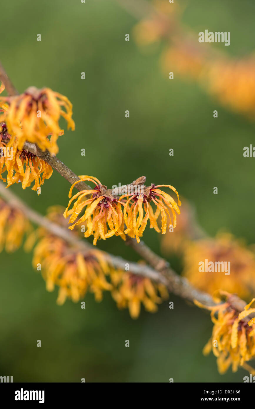 Amamelide: Hamamelis x intermedia "buccia di arancia" Foto Stock