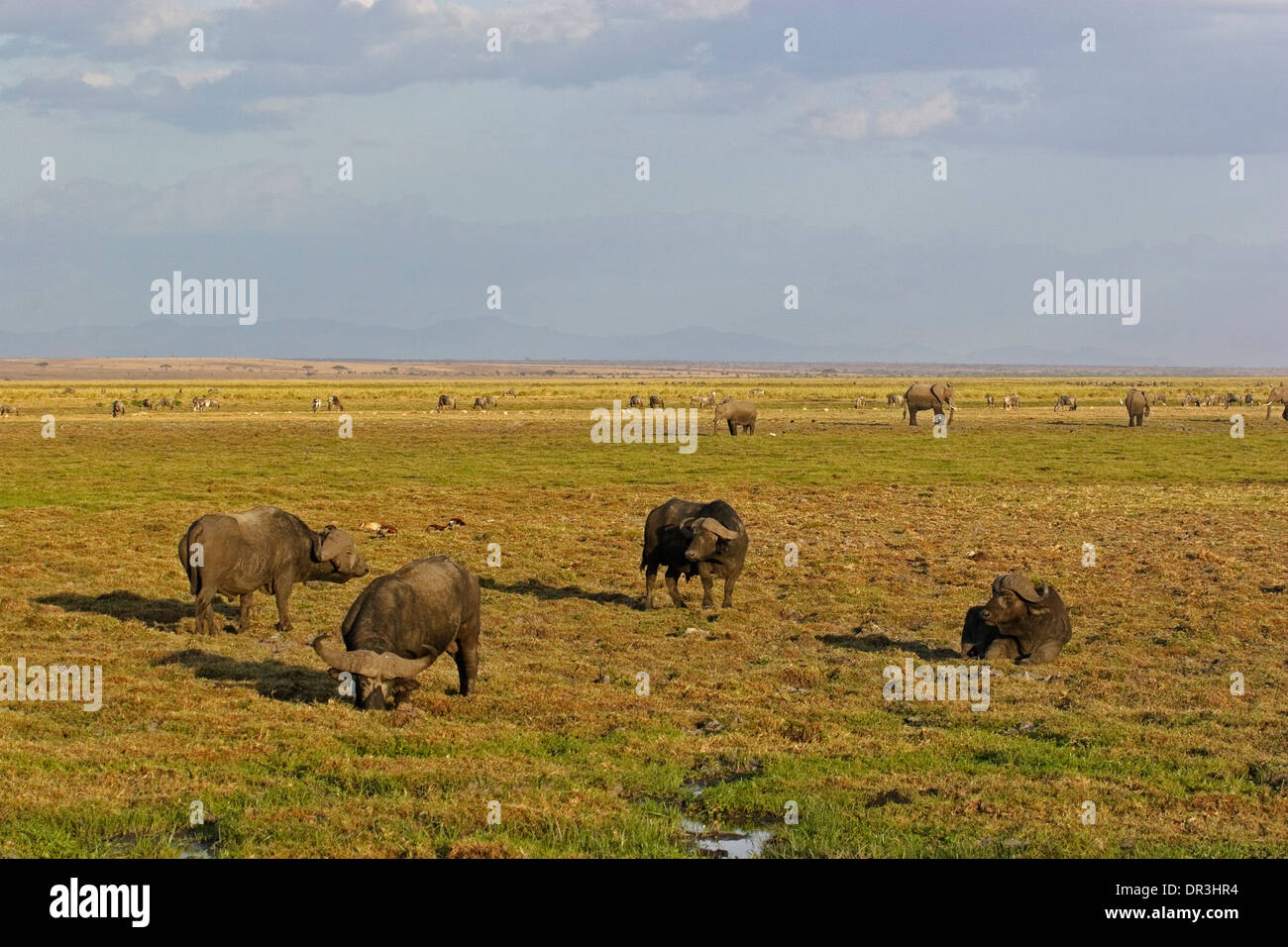 Bufali africani (Syncerus caffer) e Elefants africano (Loxodonta africana),, Amboseli National Reserve Foto Stock