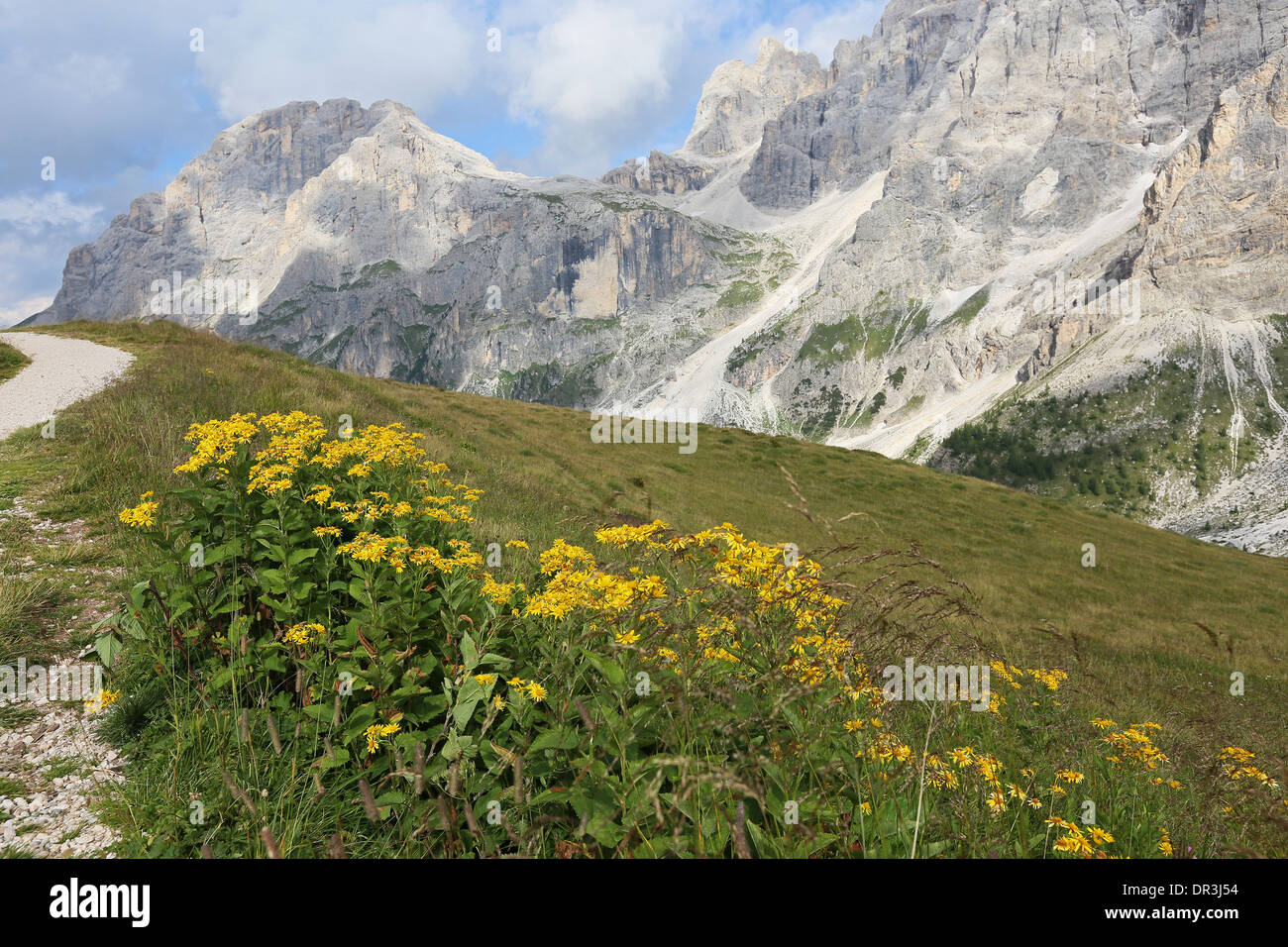 Senecio subalpinus. Monte Mulaz (sfondo). Il gruppo delle Pale di San Martino. Le Dolomiti del Trentino. Alpi italiane. Foto Stock