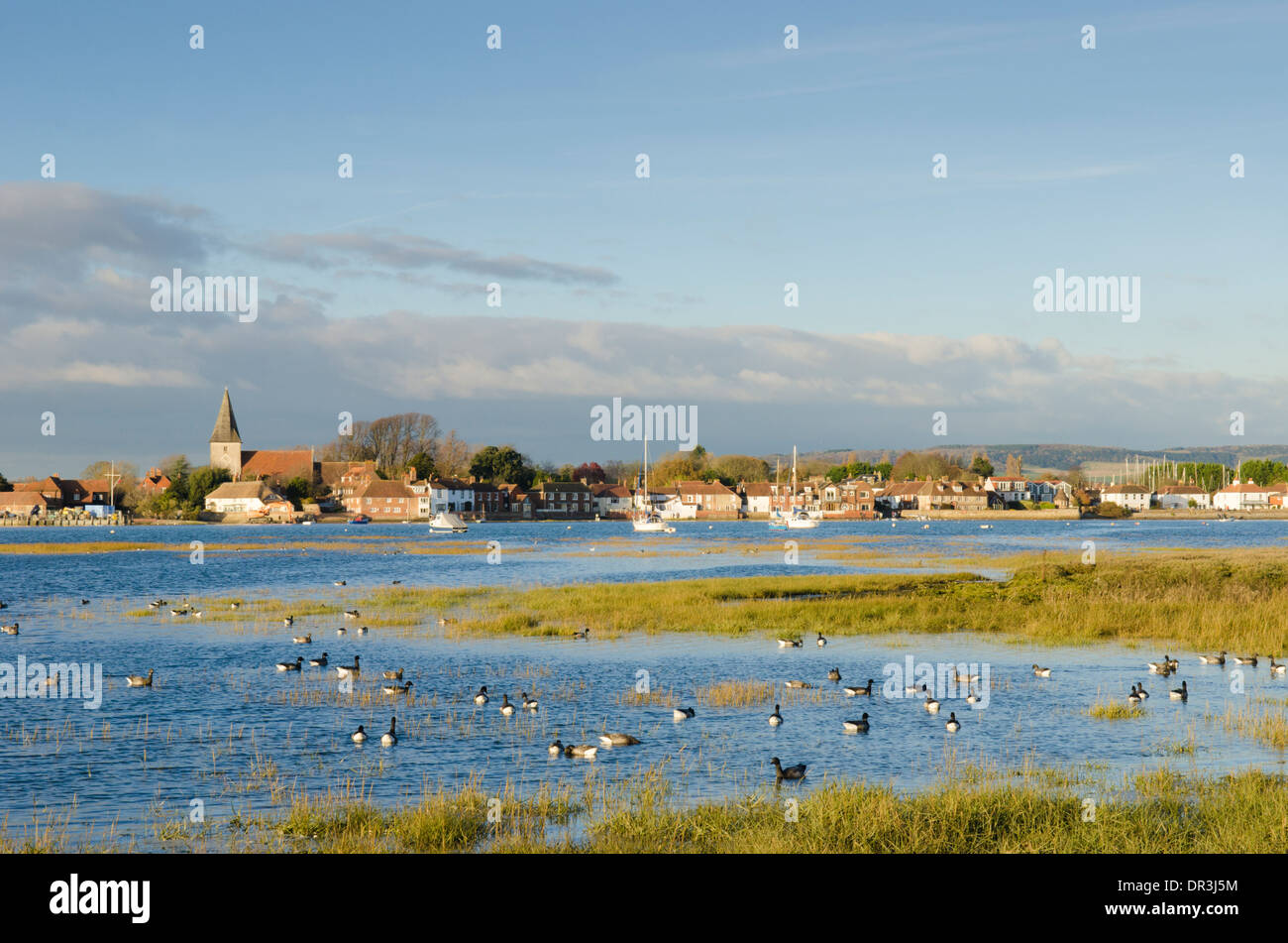 Brent Goose [Branta bernicla] panciuto scuro [Branta bernicla bernicla] nel porto di Chichester, con Bosham village. Sussex. Regno Unito. Foto Stock