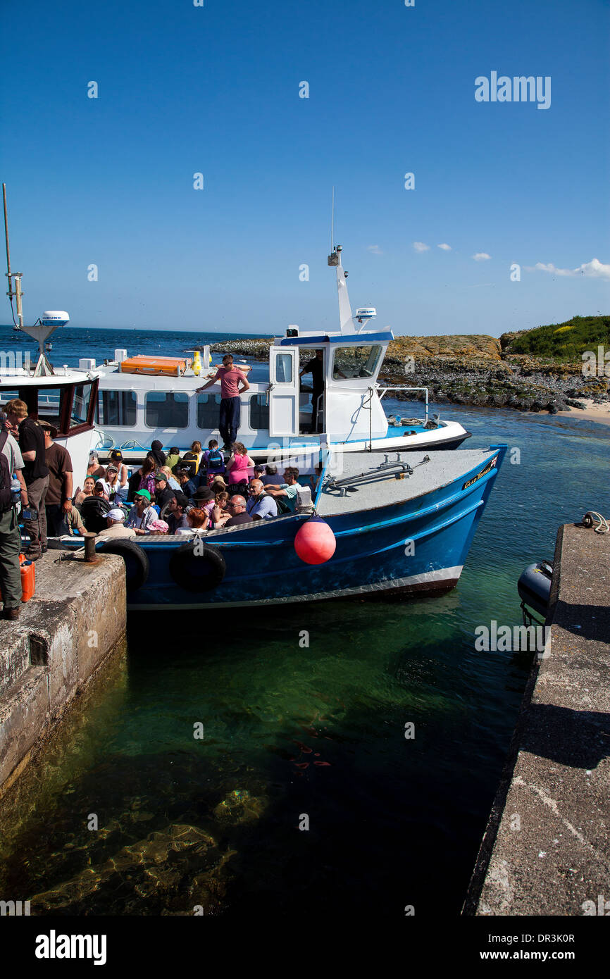 Le isole farne Northumbria Foto Stock