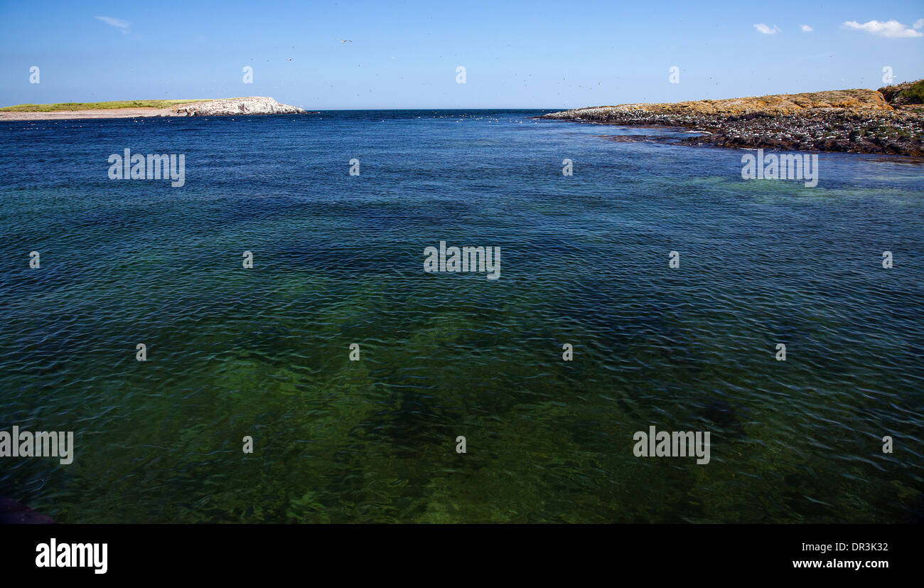 Le isole farne Northumbria Foto Stock