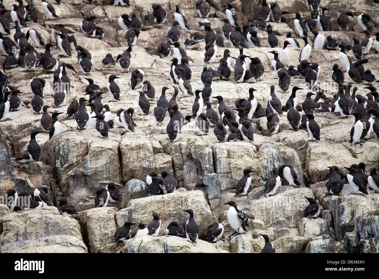 Guillemot (Uria aalge) Foto Stock