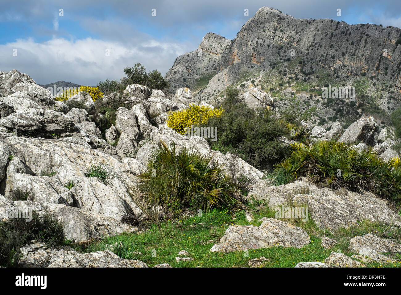 Il Carso di calcare, vicino Montejaque nella Serranía de Ronda, Andalucía, Spagna Foto Stock
