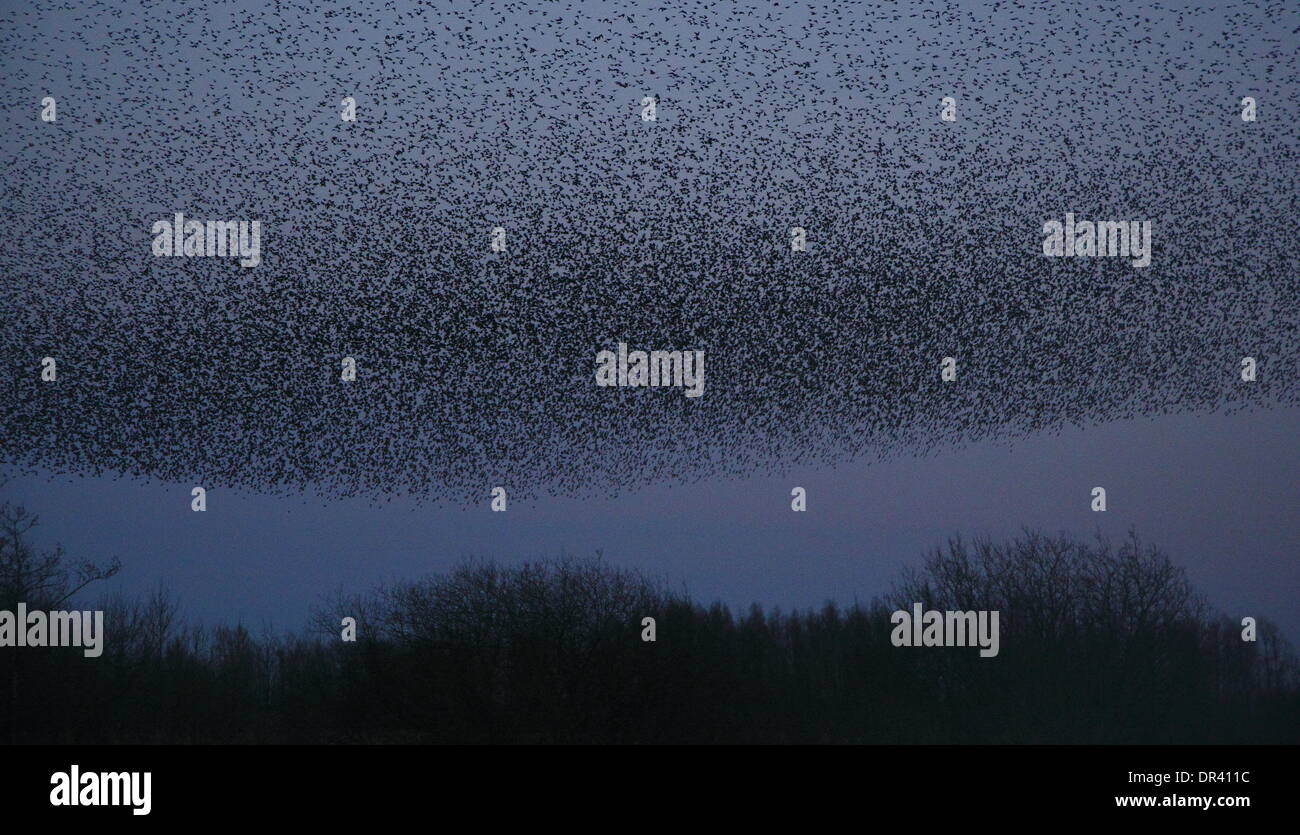 Migliaia di storni swirl nel cielo sopra canneti nel Parco Nazionale di Peak District, Derbyshire, Regno Unito - crepuscolo, inverno Foto Stock