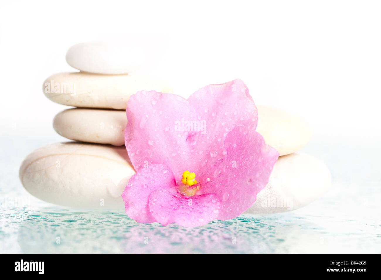 Spa pietre e fiore rosa su sfondo bianco Foto Stock