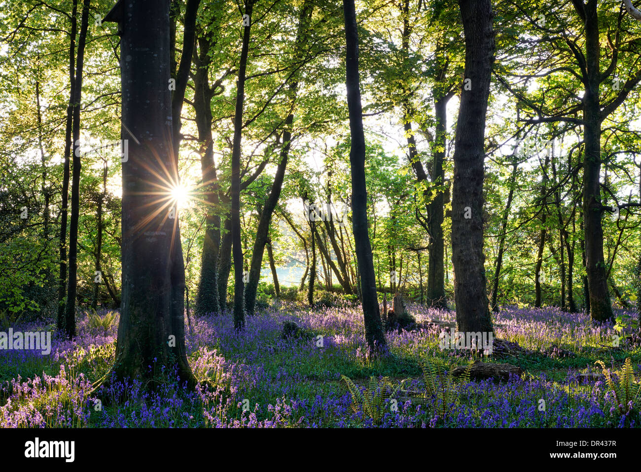 Luce del sole che esplodono attraverso gli alberi gettando ombre su un tappeto di campanelli Foto Stock