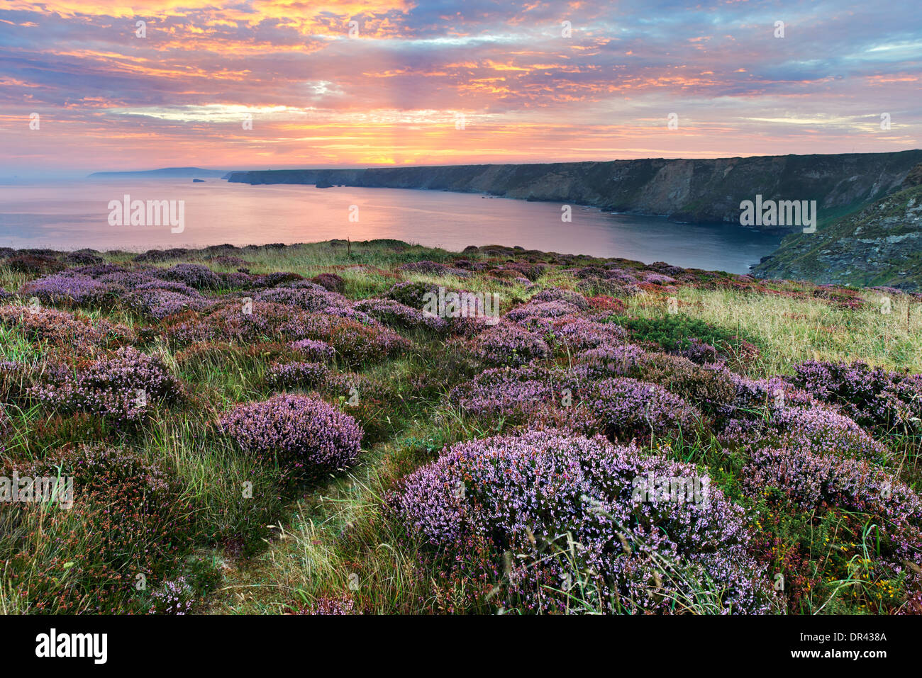 Heather che cresce su una scogliera a nord di scogliere con il sole comincia a salire al di sopra del litorale distante Foto Stock