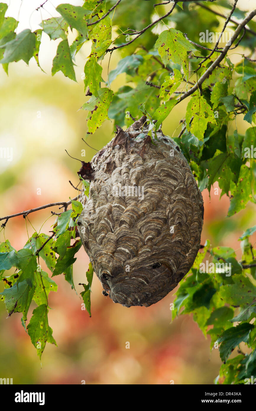 Carta Wasp Nest - Brevard, North Carolina, STATI UNITI D'AMERICA Foto Stock