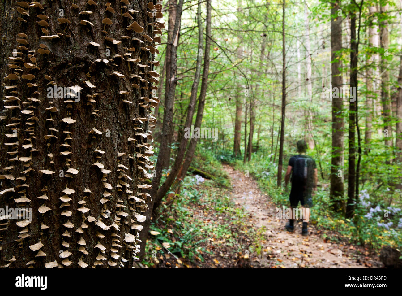 Ripiano di funghi sui Coontree Trail - Pisgah National Forest vicino Brevard, North Carolina, STATI UNITI D'AMERICA Foto Stock