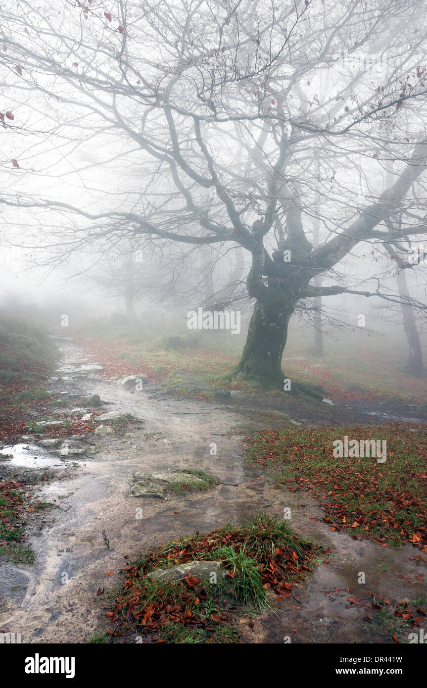 Sentiero nella foresta in un giorno di pioggia Foto Stock