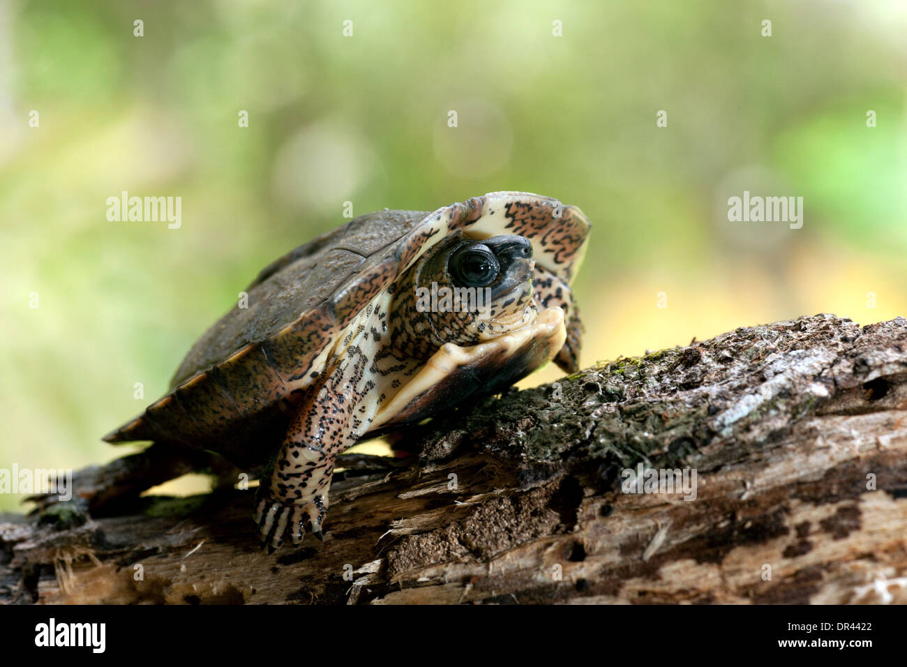 Giovani tartarughe di fiume - La Laguna del Lagarto Lodge - Boca Tapada, San Carlos Costa Rica Foto Stock