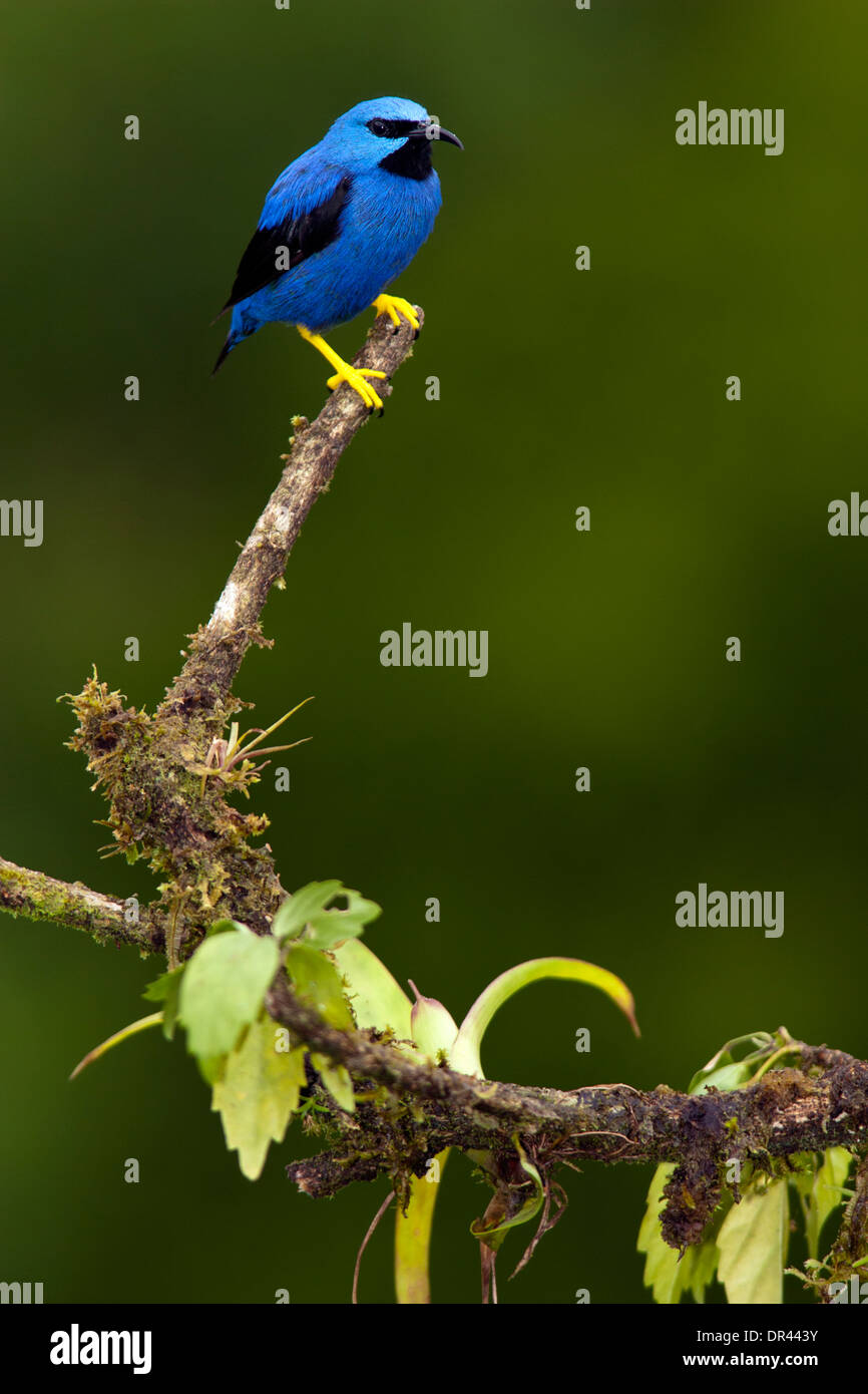 Shining Honeycreeper - Boca Tapada, San Carlos; Costa Rica Foto Stock