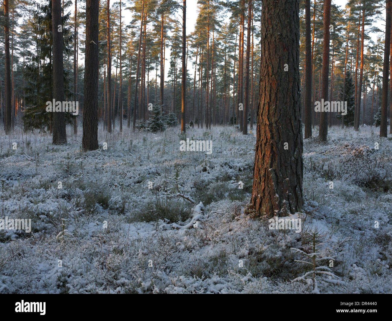 L'estone nevoso inverno paesaggio forestale vicino a Tartu nel gennaio 2014 Foto Stock