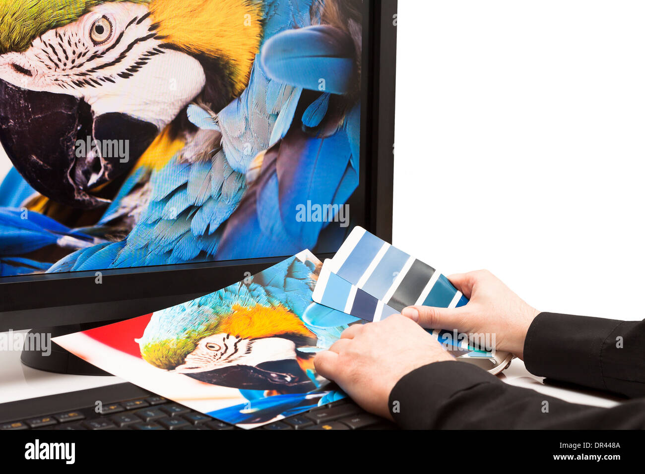 Graphic designer al lavoro. I campioni di colore. Blue Parrot macaw bird photo Foto Stock