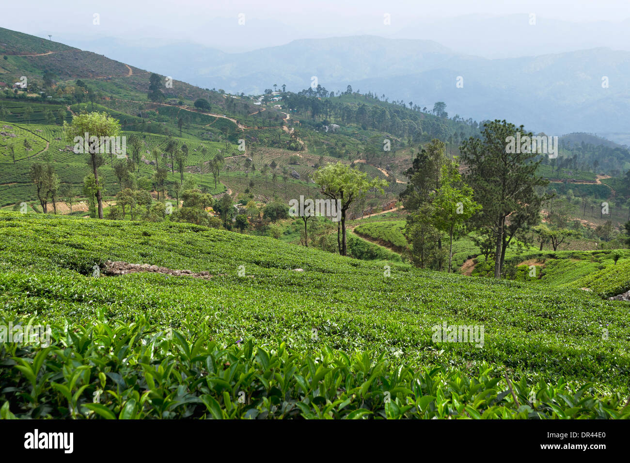 Le piantagioni di tè in Haputale, Sri Lanka Foto Stock