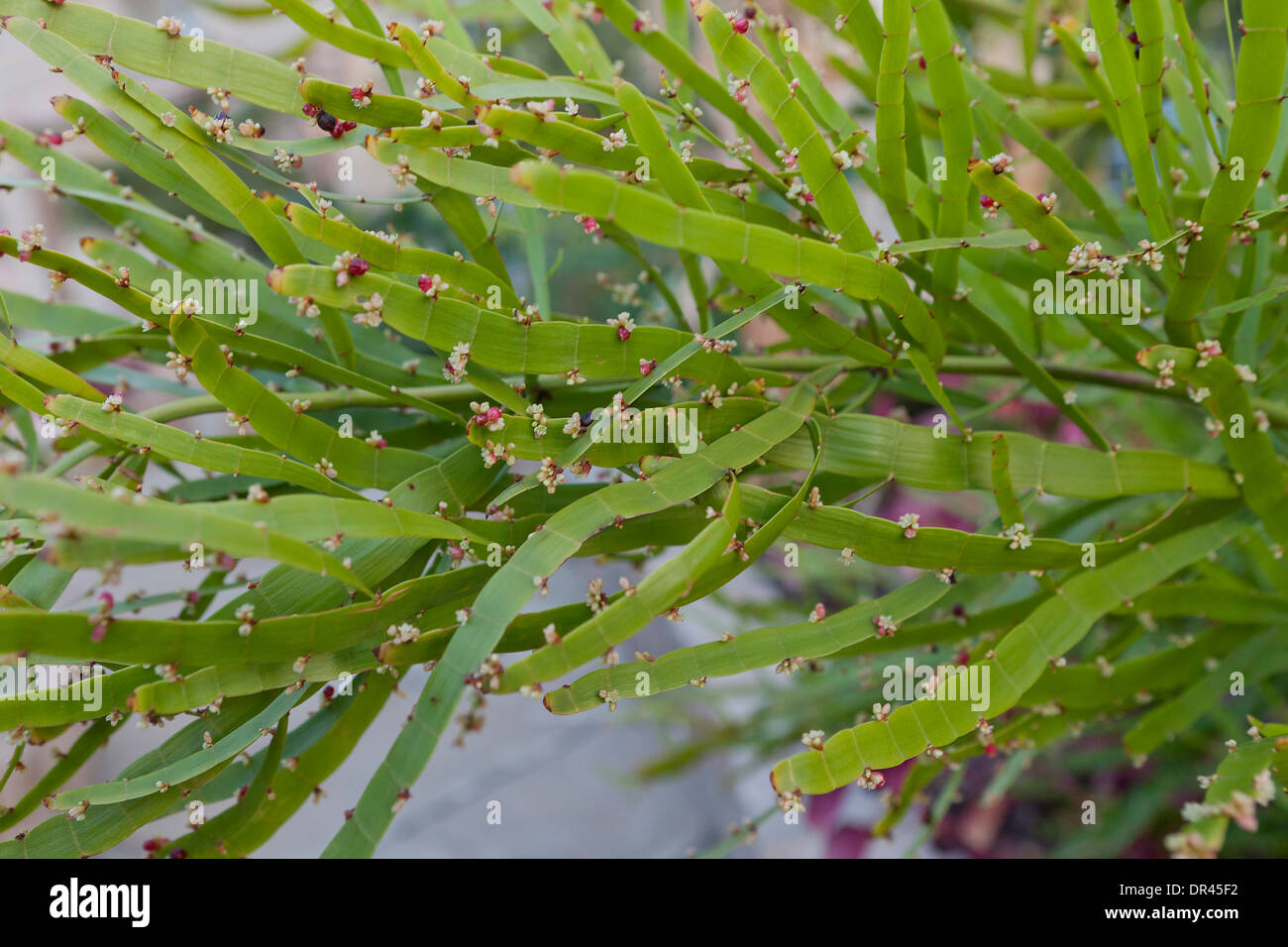 Il nastro bussola / tenia impianto (Homalocladium platycladum) Foto Stock
