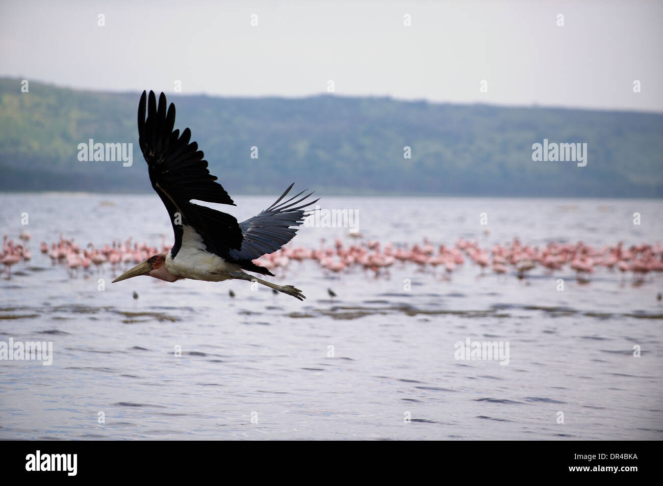 Pelican volando sul Lago Manyara Foto Stock