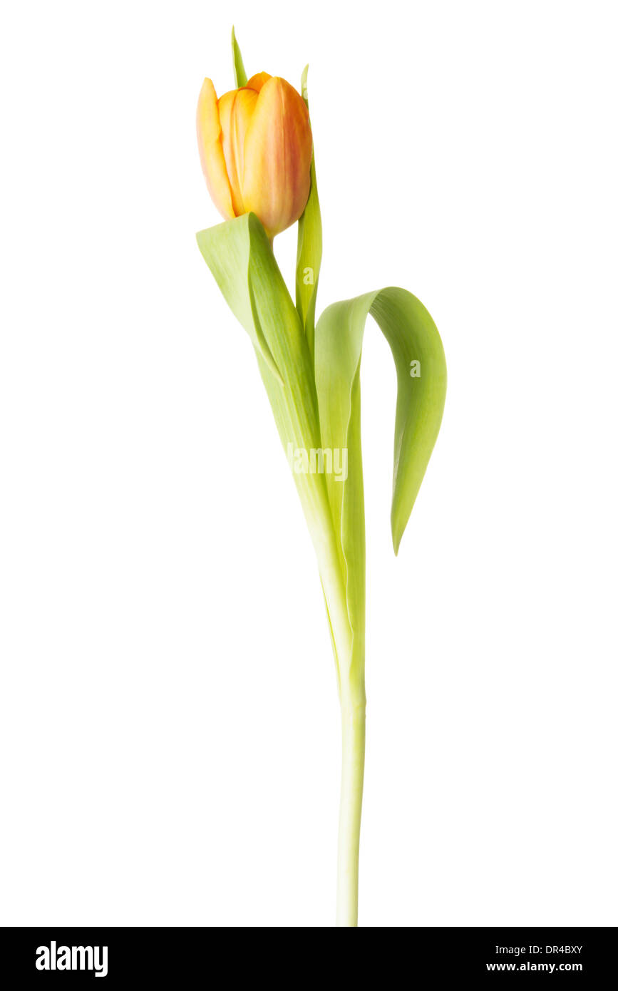 Uno separato freschi tulip flower. Isolato su bianco. Foto Stock
