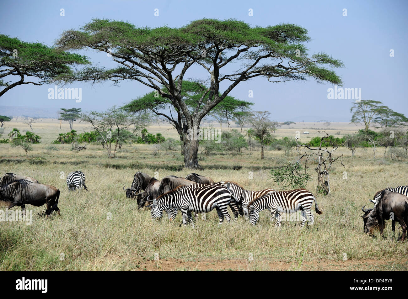 Parco Nazionale del Serengeti Foto Stock