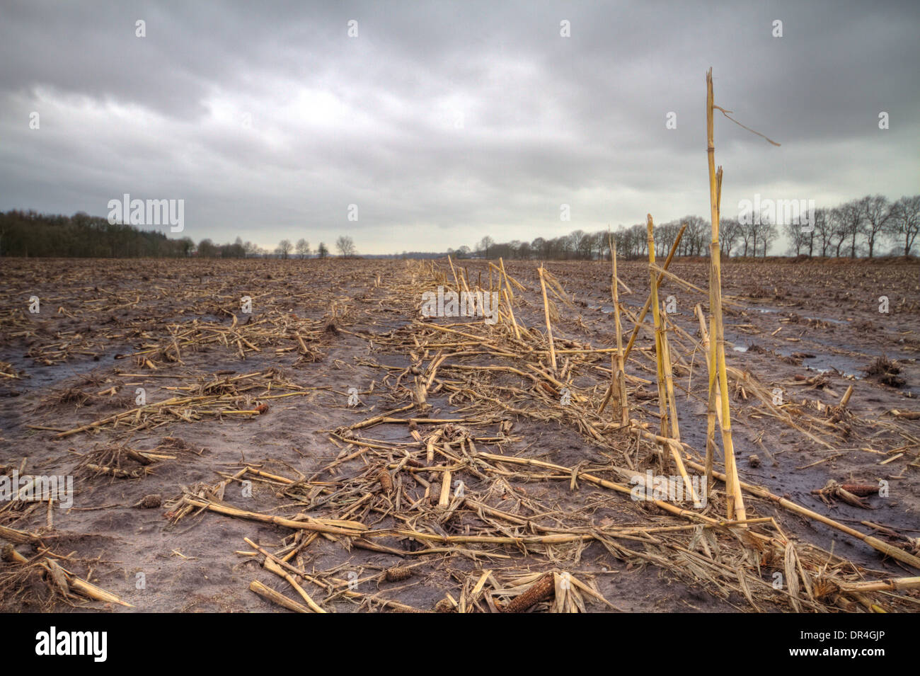 Fangoso campo di mais sotto le nuvole grigio Foto Stock