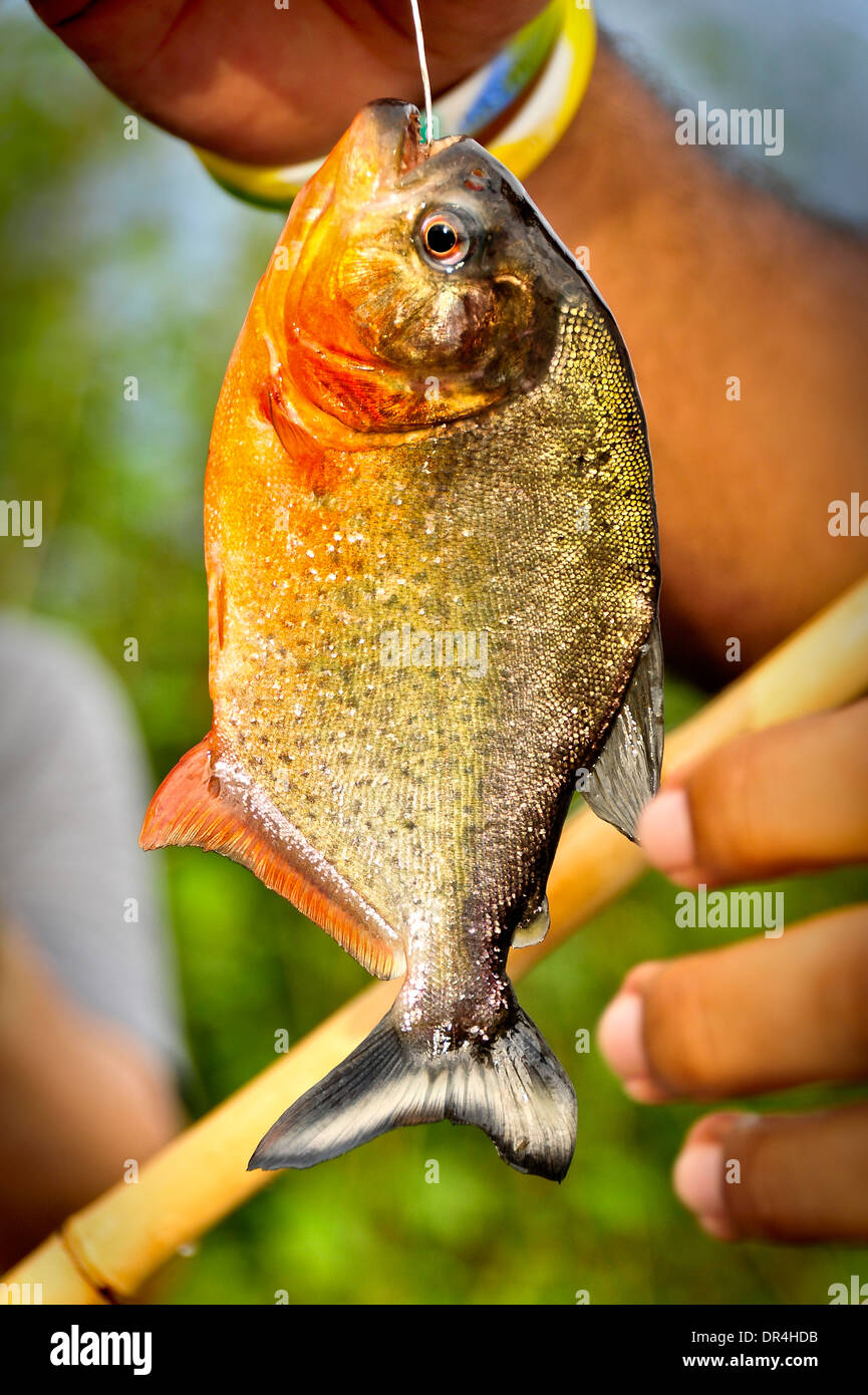 Pesci del Piranha Foto Stock