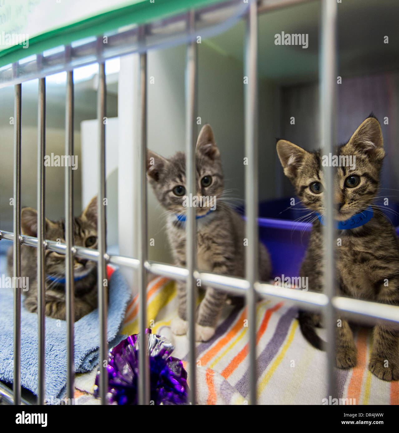 I gattini di seduta in gabbia a animal shelter Foto Stock