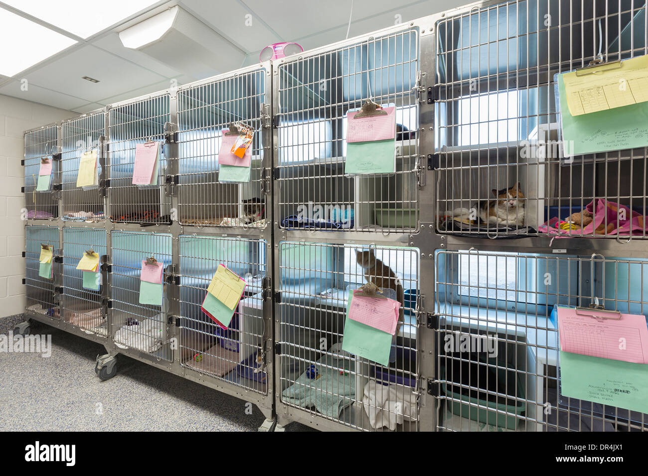 Gattino seduto in gabbie a animal shelter Foto Stock