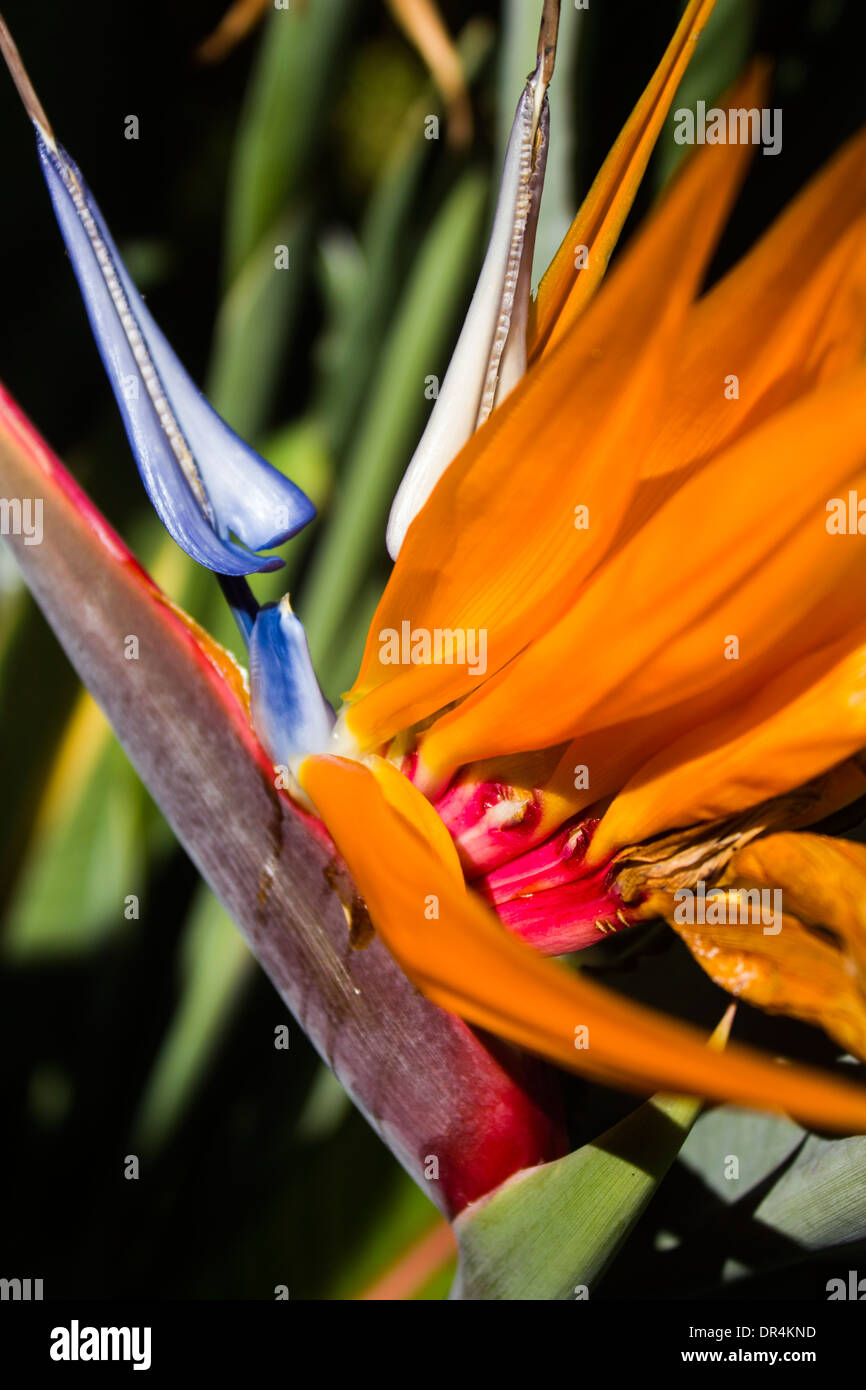 Hawaiian uccello del paradiso fiore Foto Stock