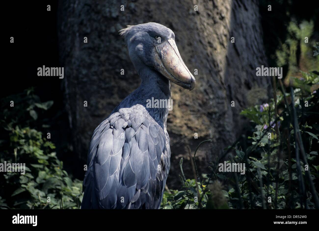 Wild cicogna nel Serengiti riserva naturale Foto Stock