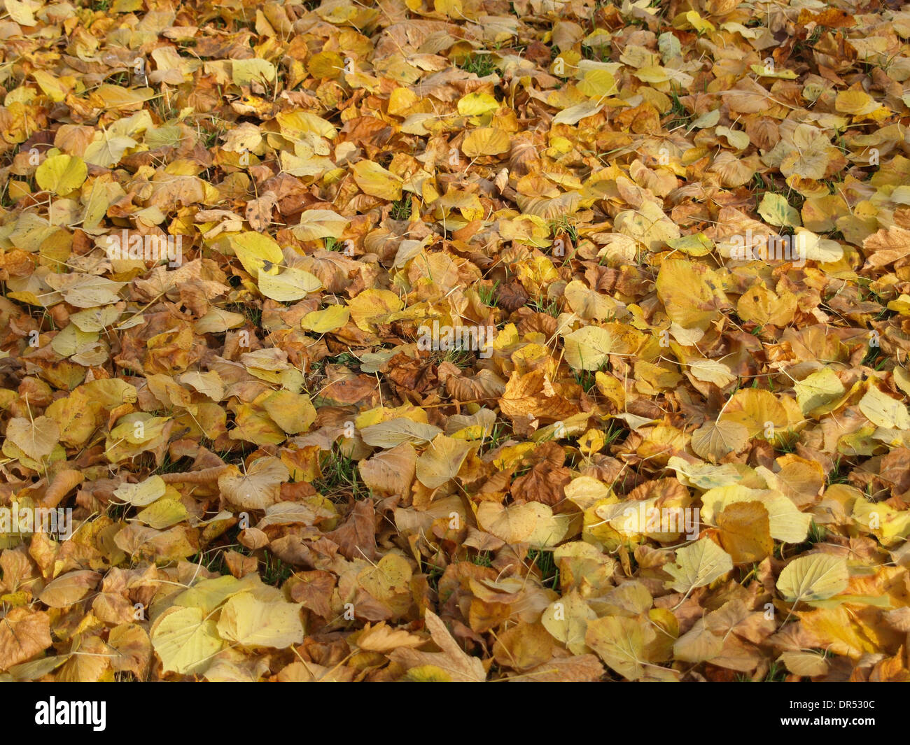 Foglie di autunno a terra / Herbstblätter auf dem Boden Foto Stock