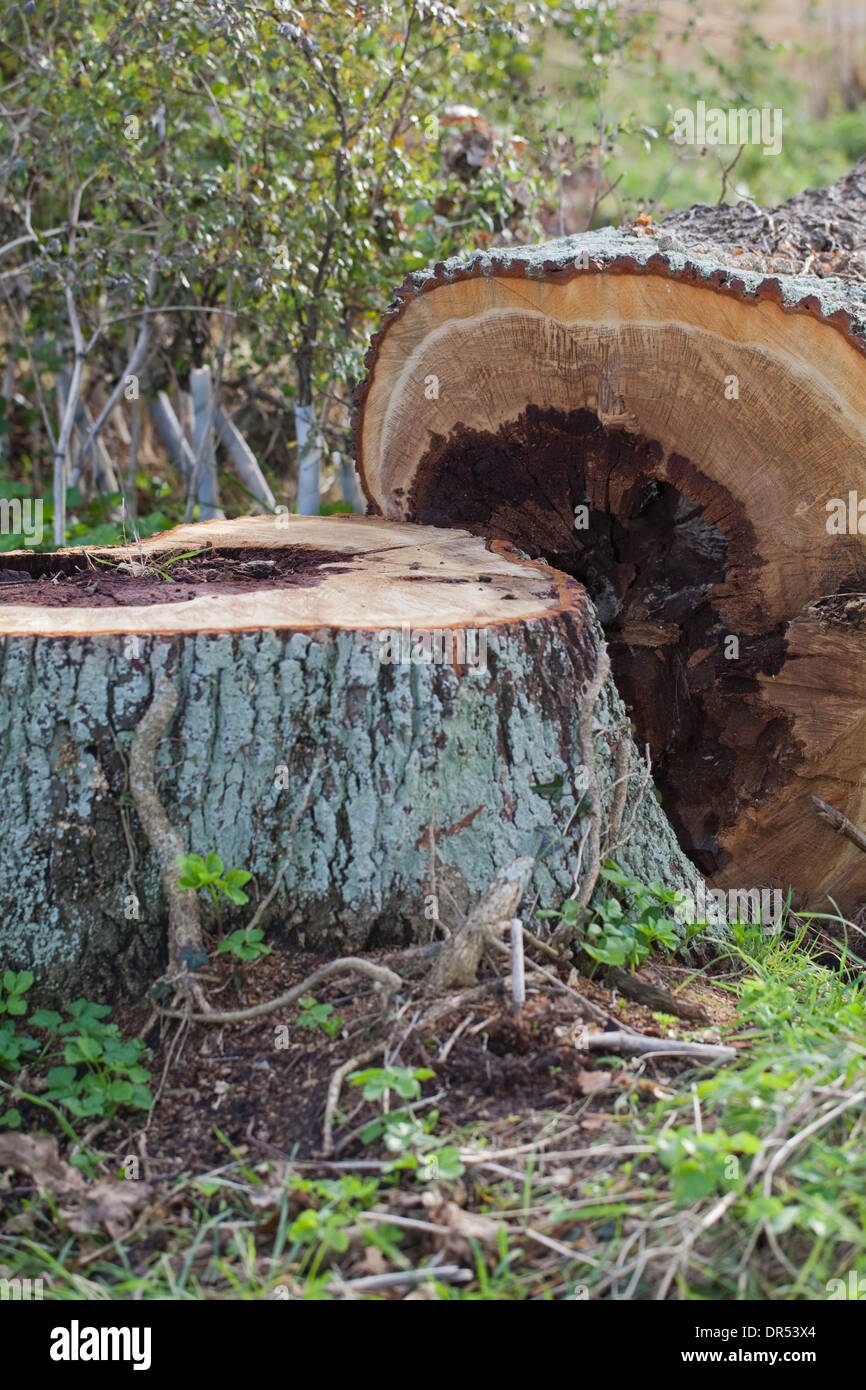 Farnia. Quercus robur. Tronco Abbattuto, che mostra in sezione trasversale di marciume centro interno di legno. Il pensiero di albero pericoloso, abbattuto. Foto Stock