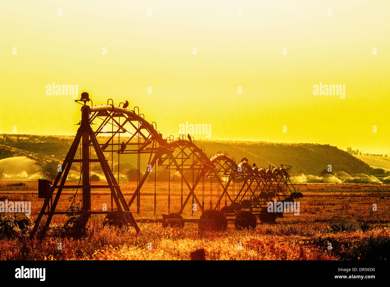 Irrigatori irrigazione in campo rurale al tramonto Foto Stock