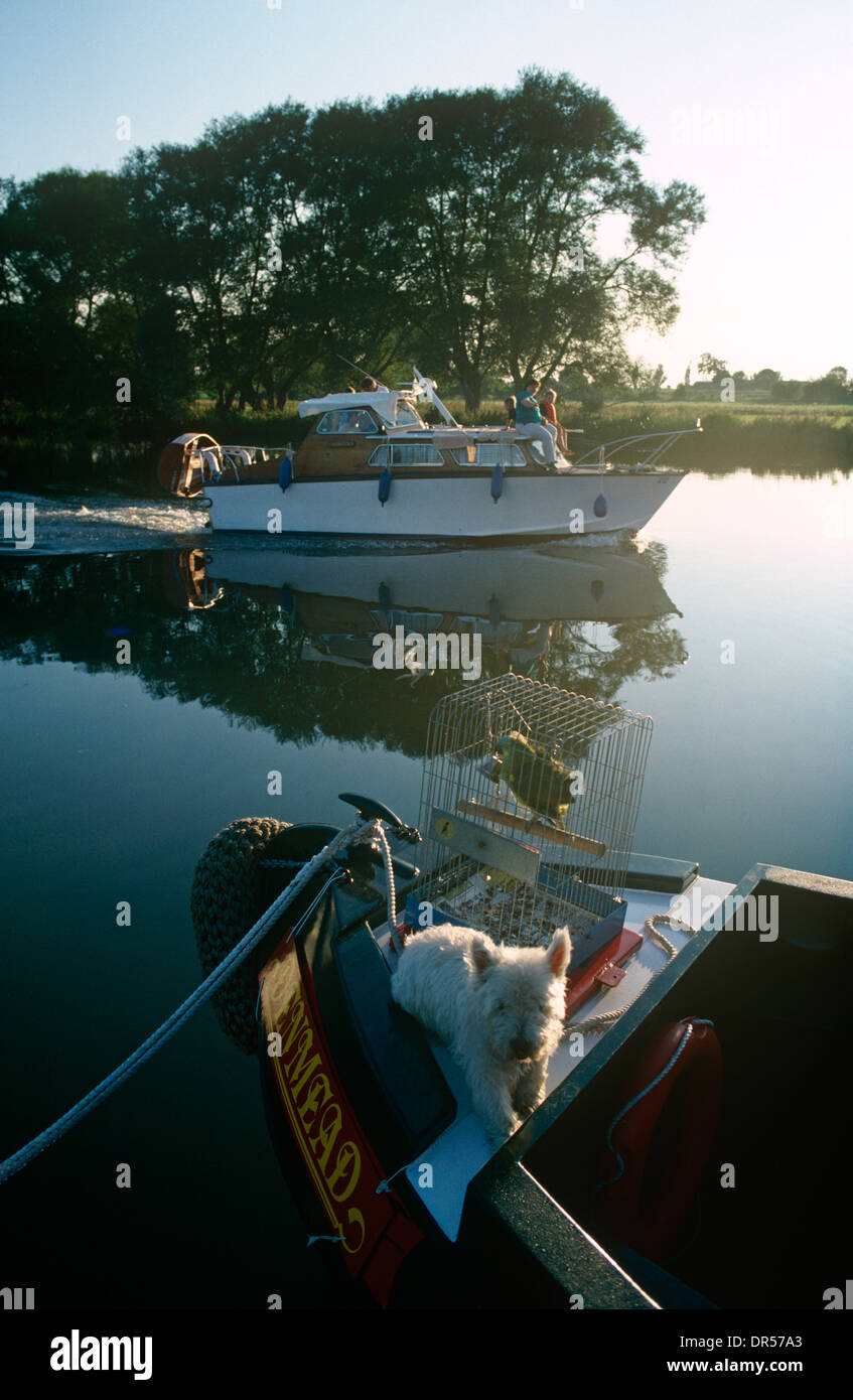 Un lancio del motore passa una stretta barca con parrot e cane al mattino presto su ancora un fiume Tamigi a Dorchester, Oxfordshire. Foto Stock