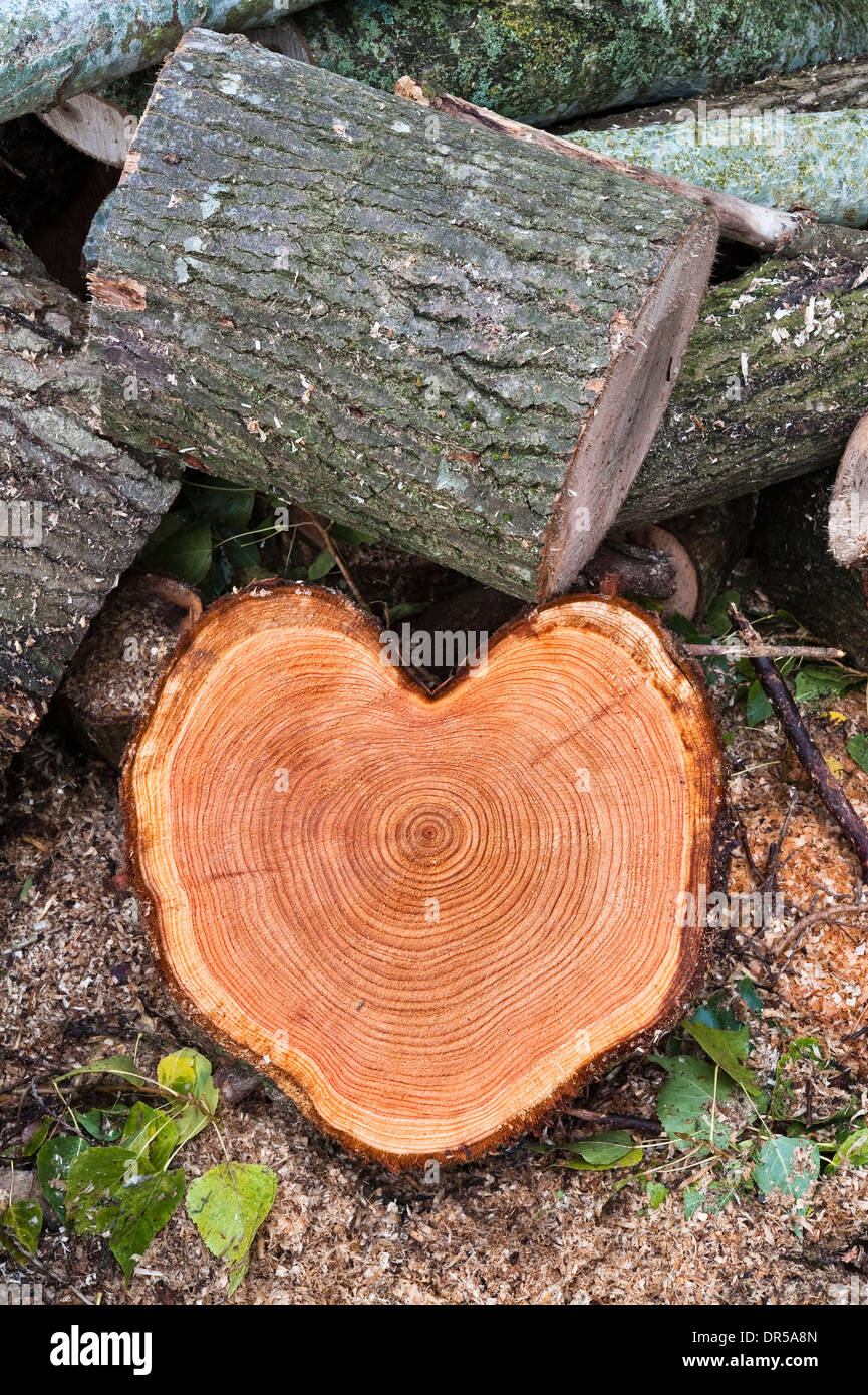 Anelli di crescita su un tronco di larice a forma di cuore (larix), Regno Unito Foto Stock