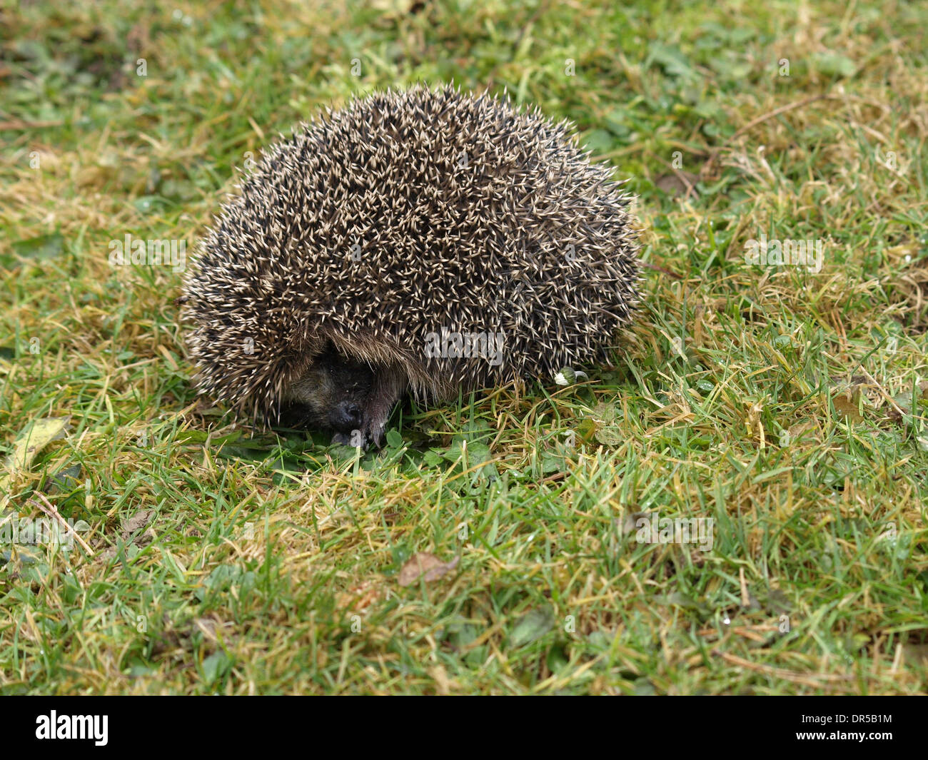 Riccio / Europea Riccio / Comune / Hedgehog Erinaceus europaeus / Igel / Braunbrustigel / Westeuropäischer Igel / Westigel Foto Stock