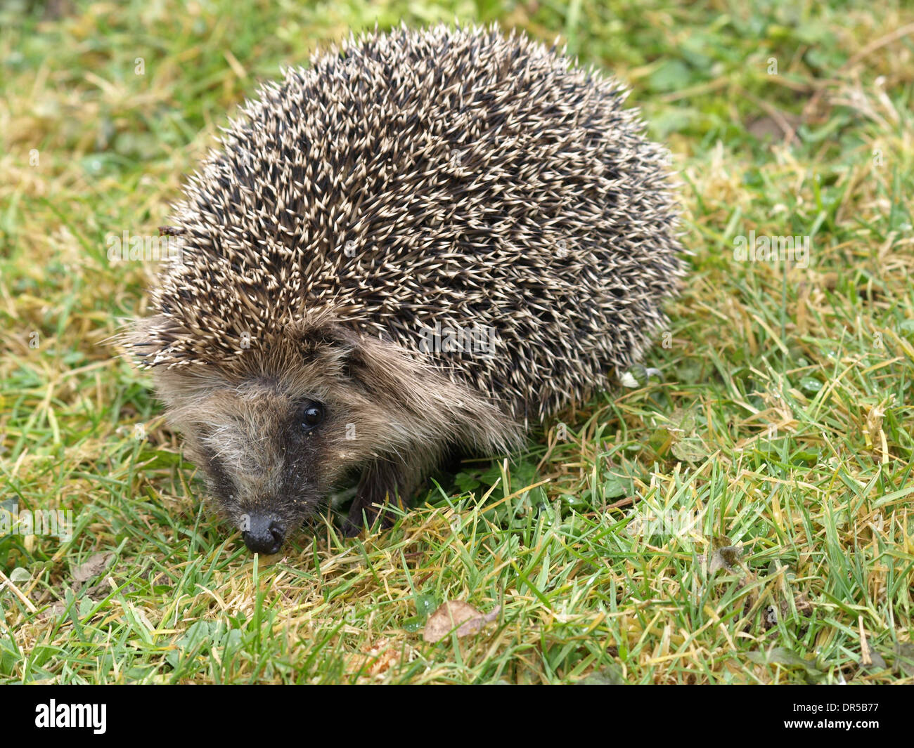 Riccio / Europea Riccio / Comune / Hedgehog Erinaceus europaeus / Igel / Braunbrustigel / Westeuropäischer Igel / Westigel Foto Stock