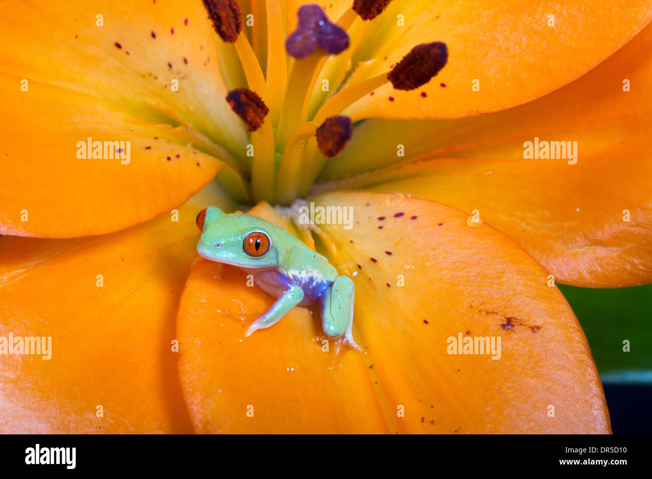 Con gli occhi rossi Raganella (Agalychnis callidryas) sul fiore Foto Stock